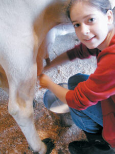 Kelsey's Cash Cow Image